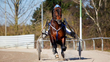 front view of harness racing horse pulling cart